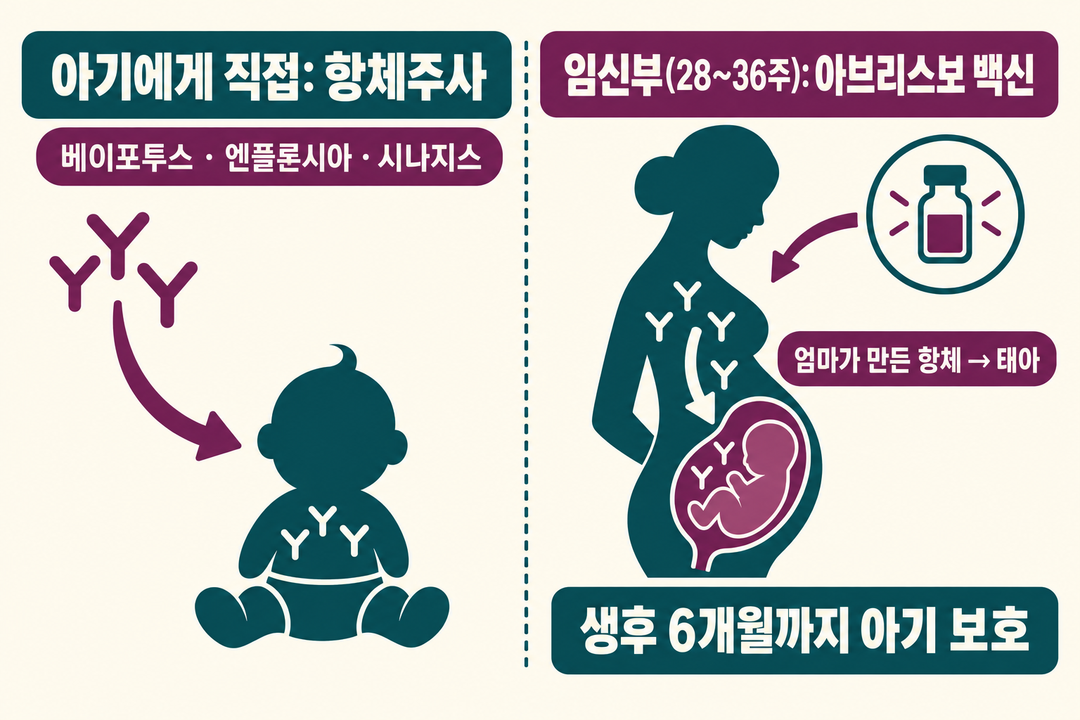 아기에게 직접 항체를 주는 경로와 임신부가 백신을 맞아 만든 항체가 태아에게 가는 경로를 나란히 보인 생성 설명 그림.