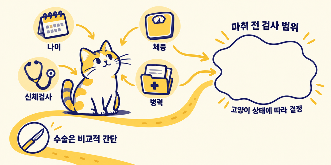 설명 그림. 수술 자체를 나타내는 짧은 경로와 별개로, 나이·체중·신체검사·병력 정보가 한 고양이의 마취 전 검사 범위로 모인다.